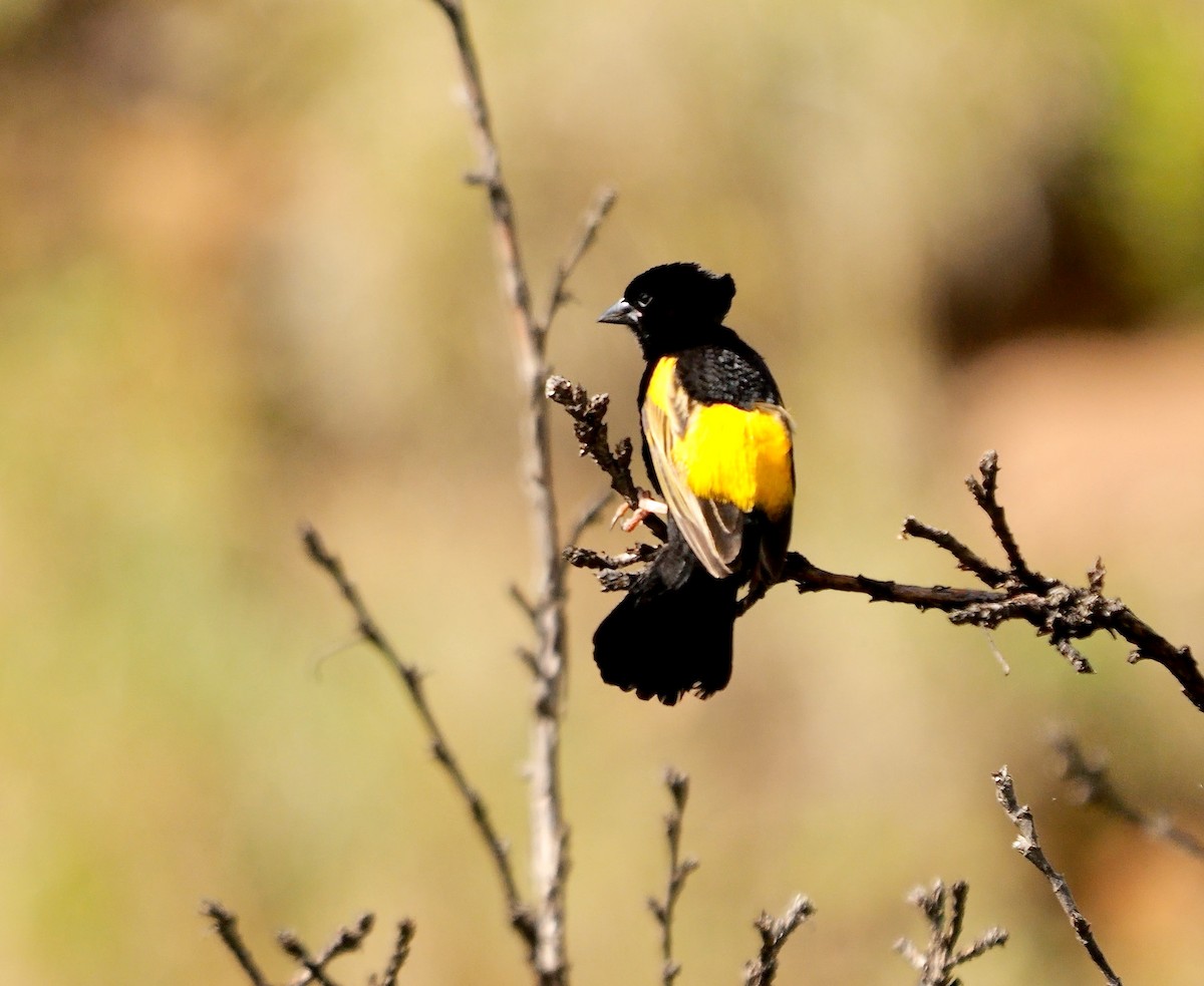 Obispo Culigualdo (grupo capensis) - ML639765833