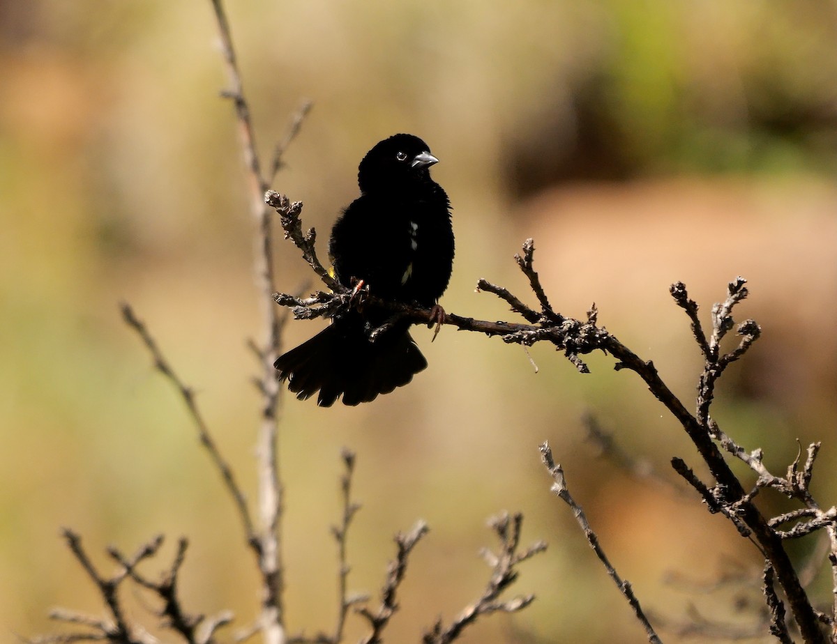 Obispo Culigualdo (grupo capensis) - ML639765834