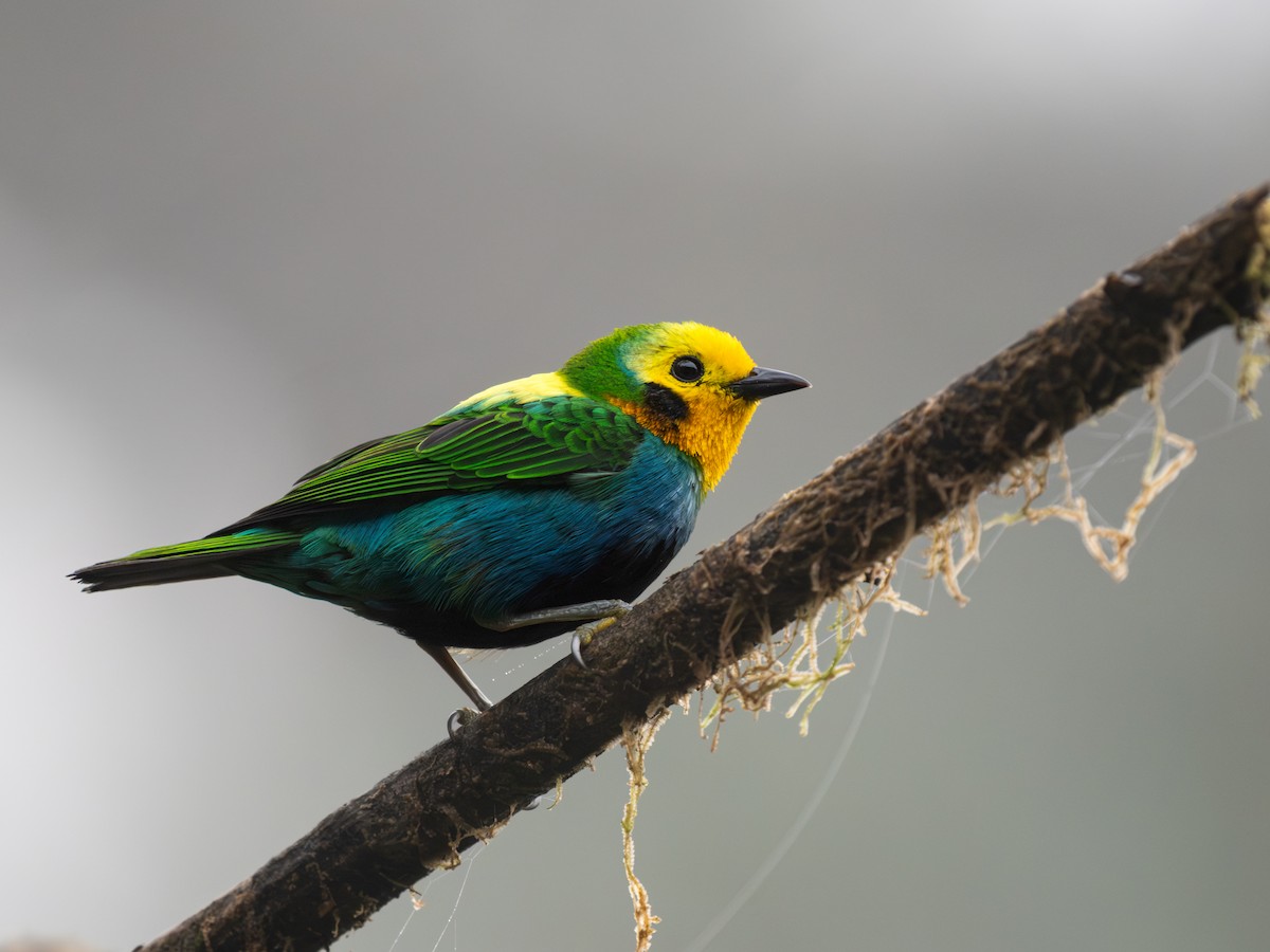 Multicolored Tanager - ML639765843