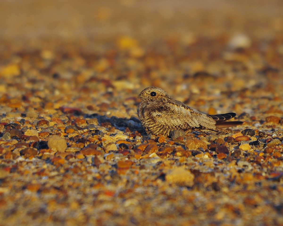 Common Nighthawk - ML639765865