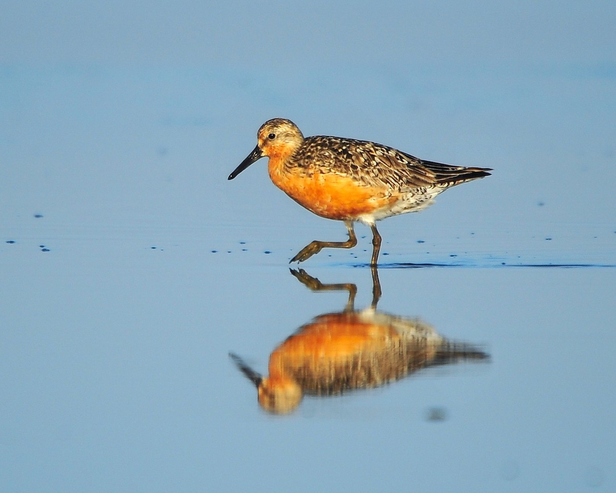 Red Knot - ML639765884