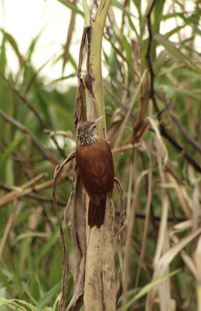 Straight-billed Woodcreeper - ML639765906