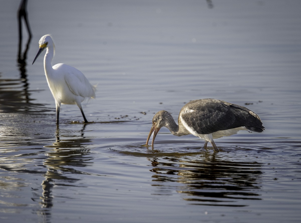 White Ibis - ML639765957