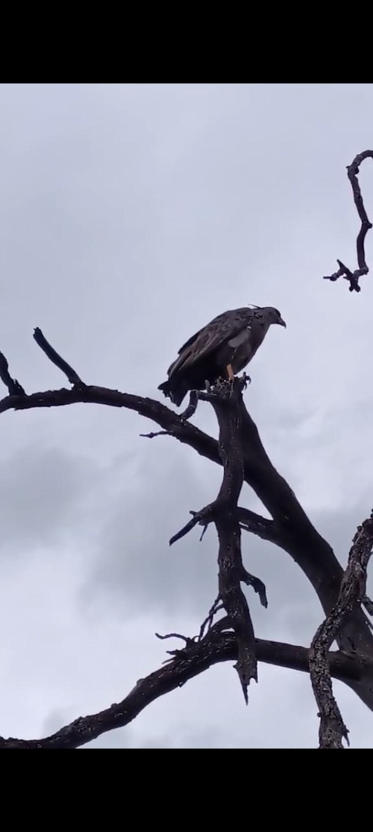 Chaco Eagle - ML639765959