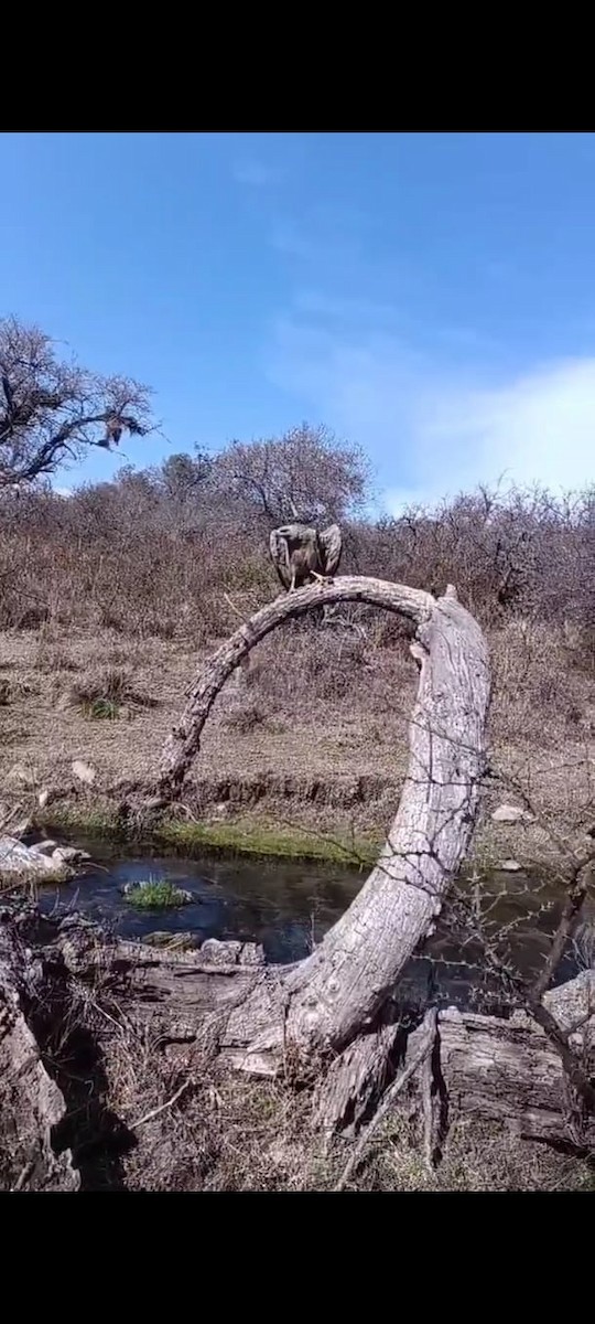 Chaco Eagle - ML639765960