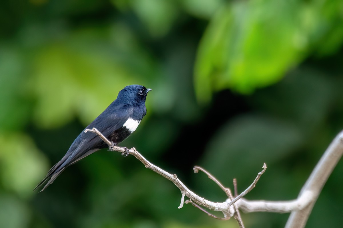 Golondrina Fajiblanca - ML639765962
