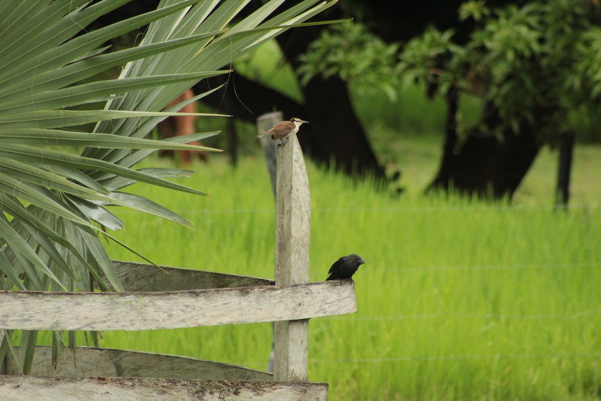 Bicolored Wren - ML639765971