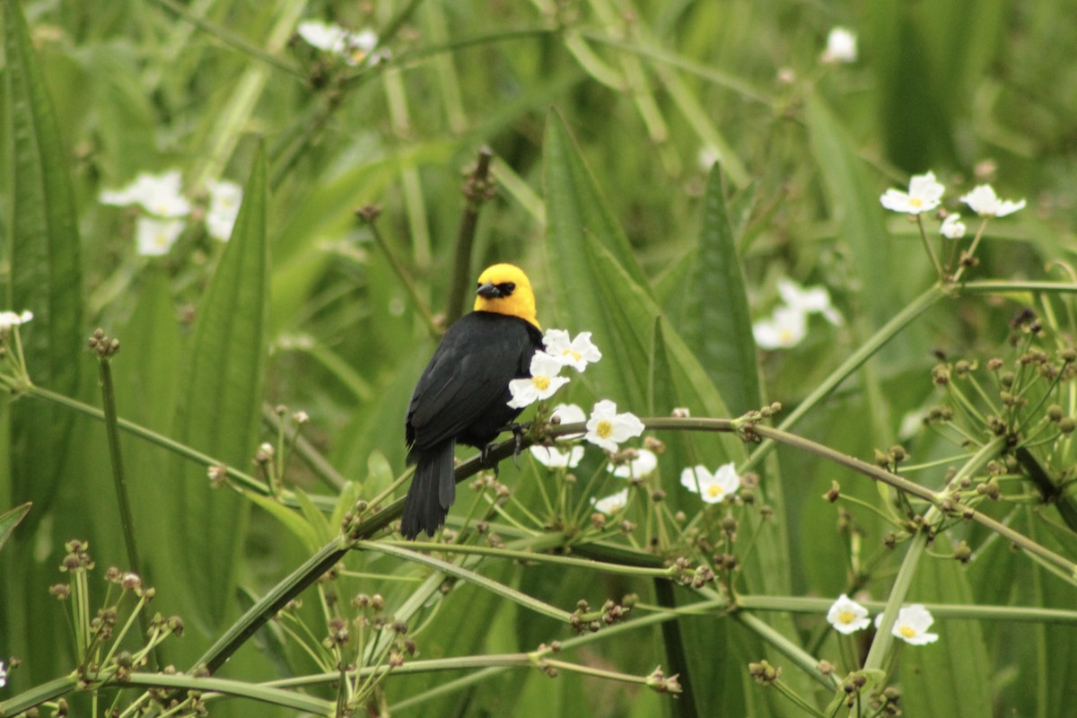 Yellow-hooded Blackbird - ML639765979