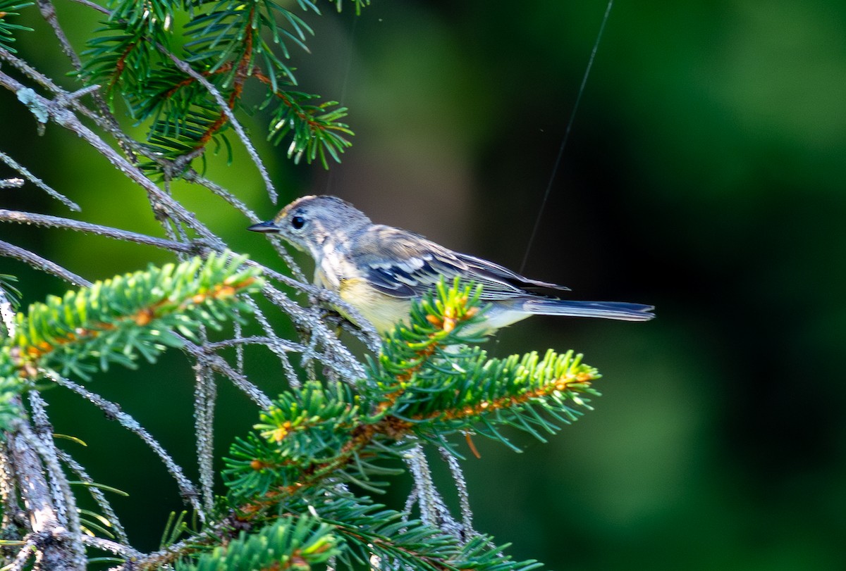 Pine Warbler - ML639766025