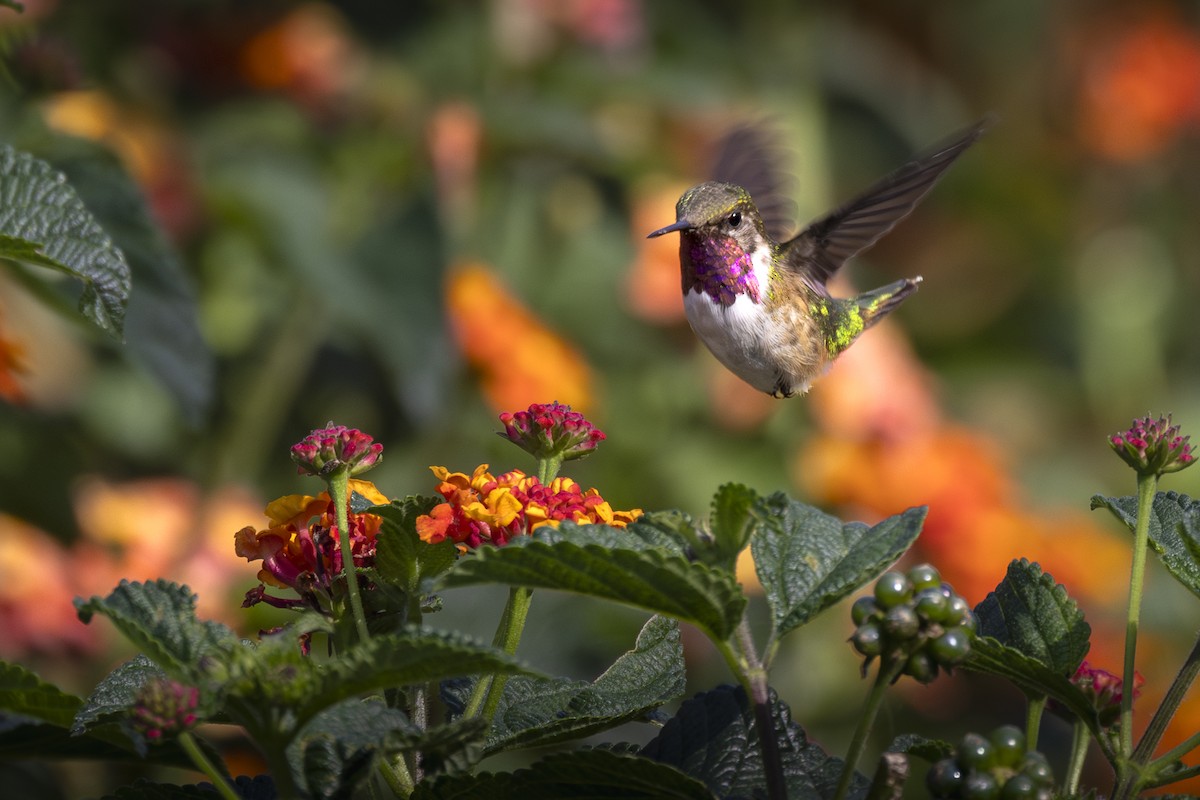 Bumblebee Hummingbird - ML639766087