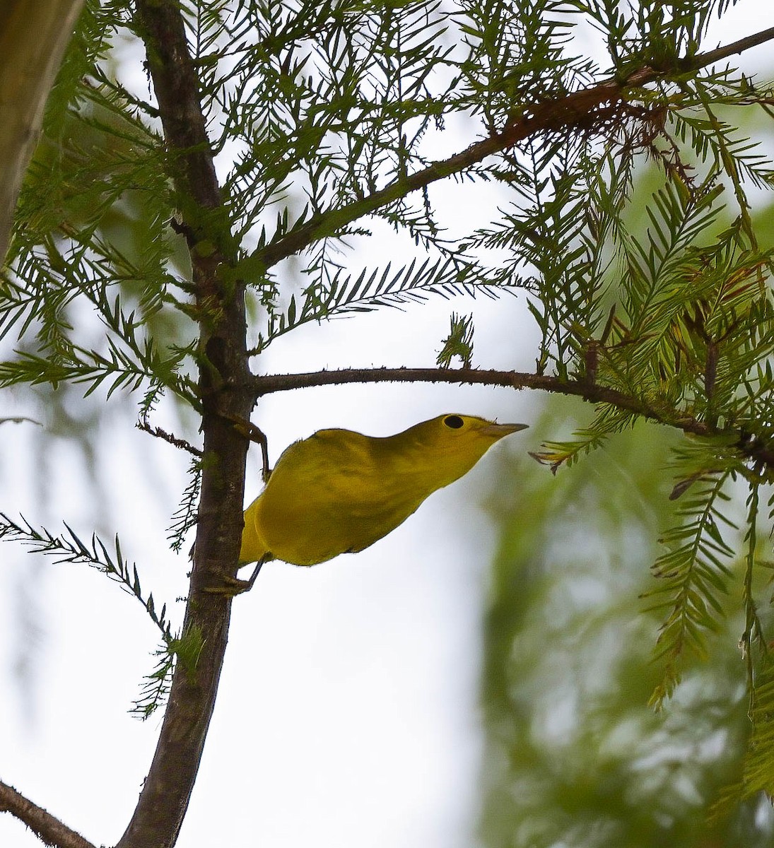 Yellow Warbler (Northern) - ML639766145