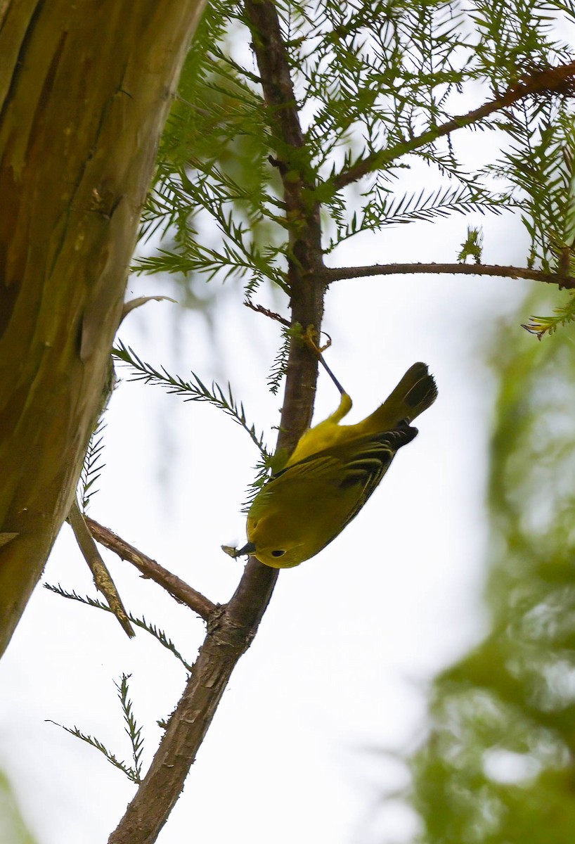 Yellow Warbler (Northern) - ML639766146