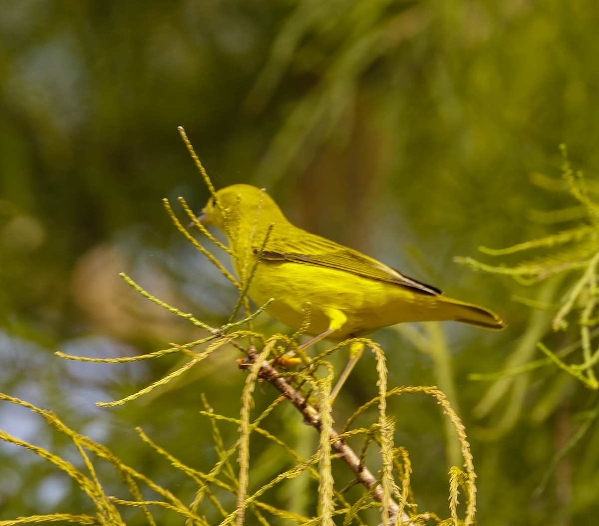 Yellow Warbler (Northern) - ML639766147