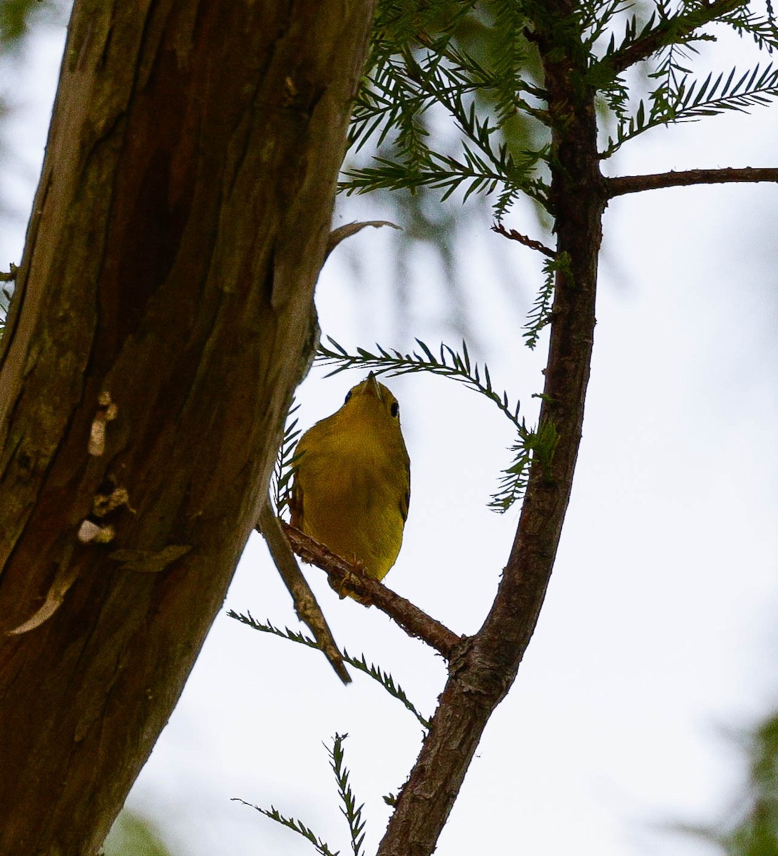 Yellow Warbler (Northern) - ML639766148