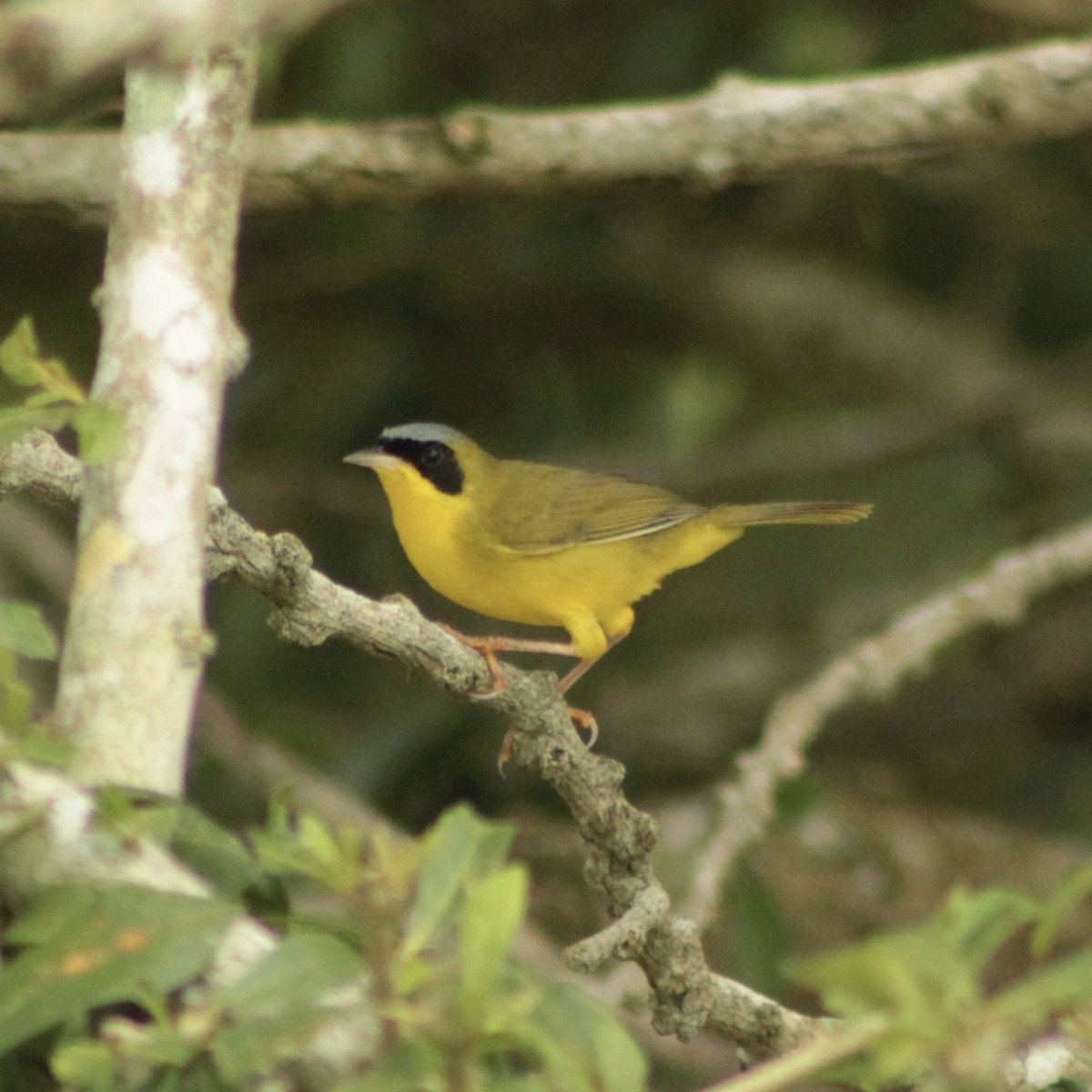 Masked Yellowthroat - ML639766163