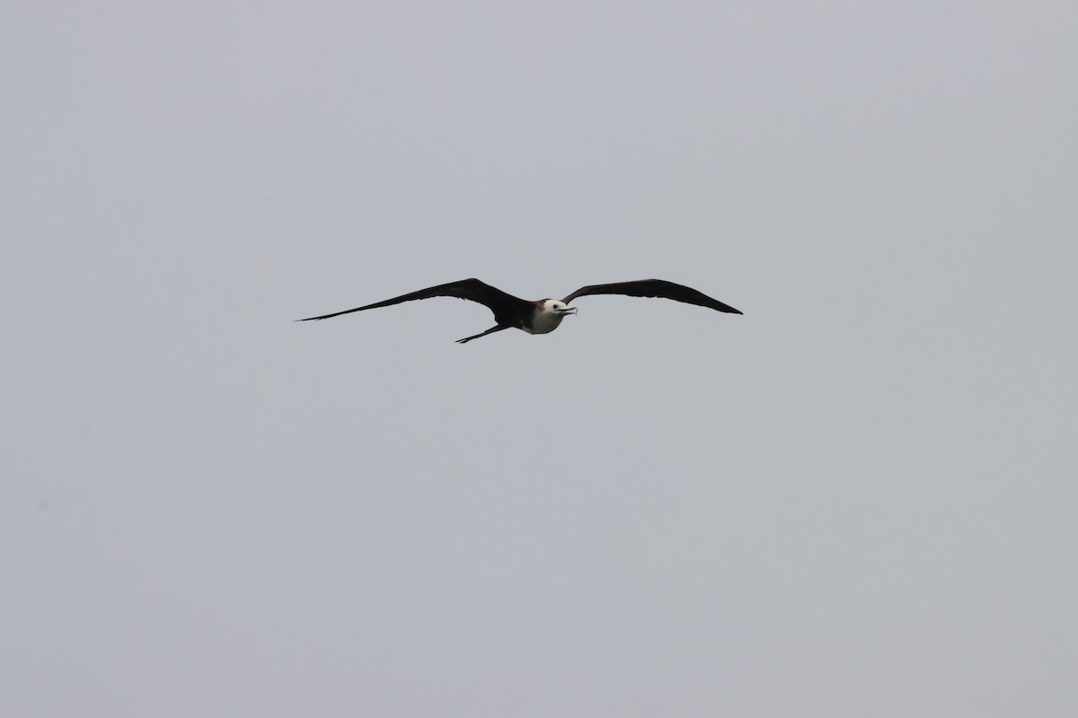 Magnificent Frigatebird - ML639766251