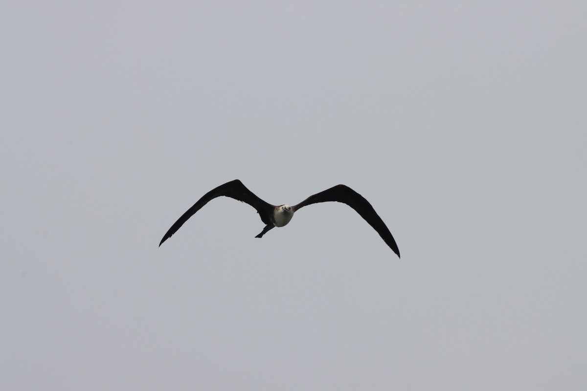 Magnificent Frigatebird - ML639766252