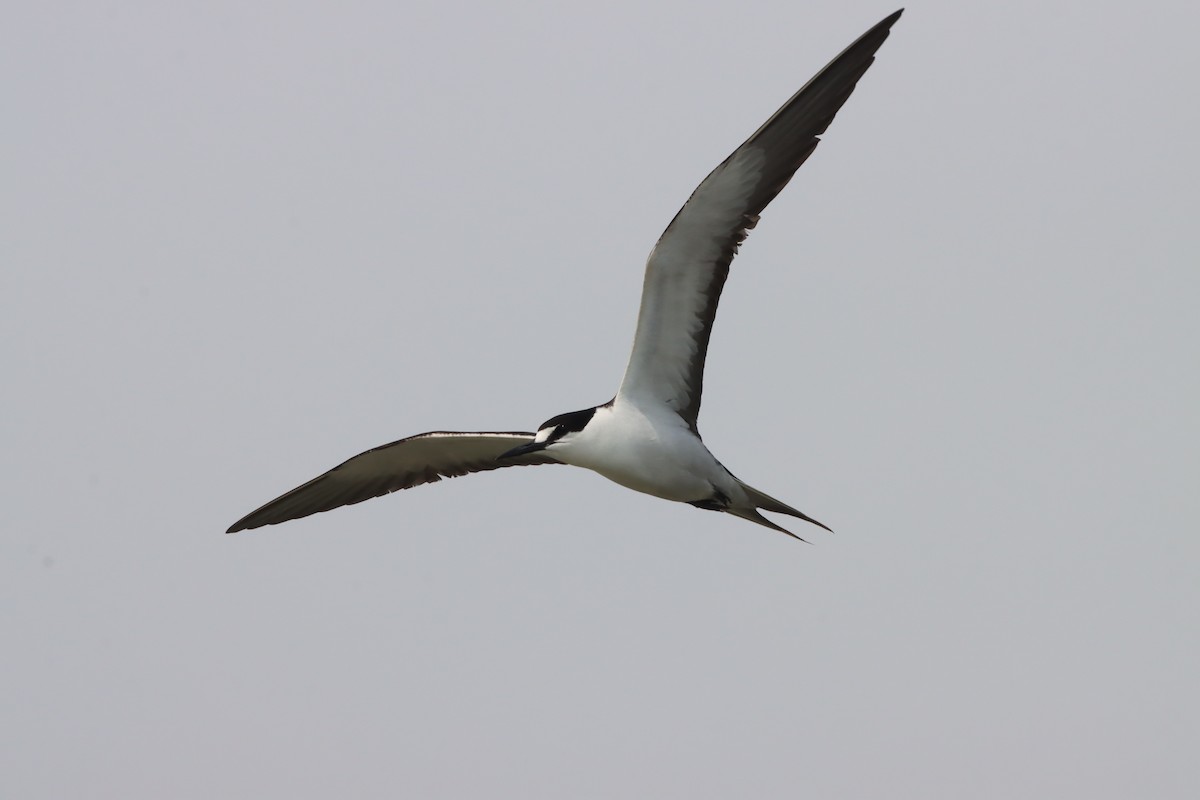 Sooty Tern - ML639766285