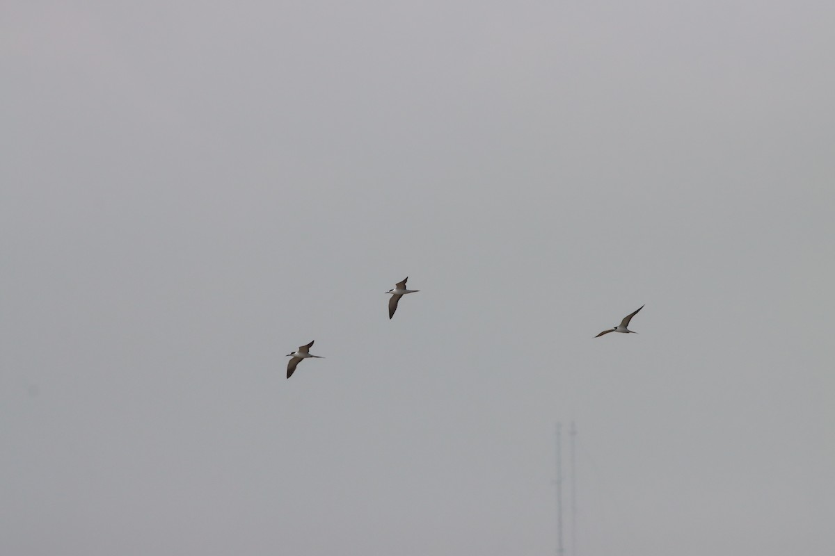 Sooty Tern - ML639766286