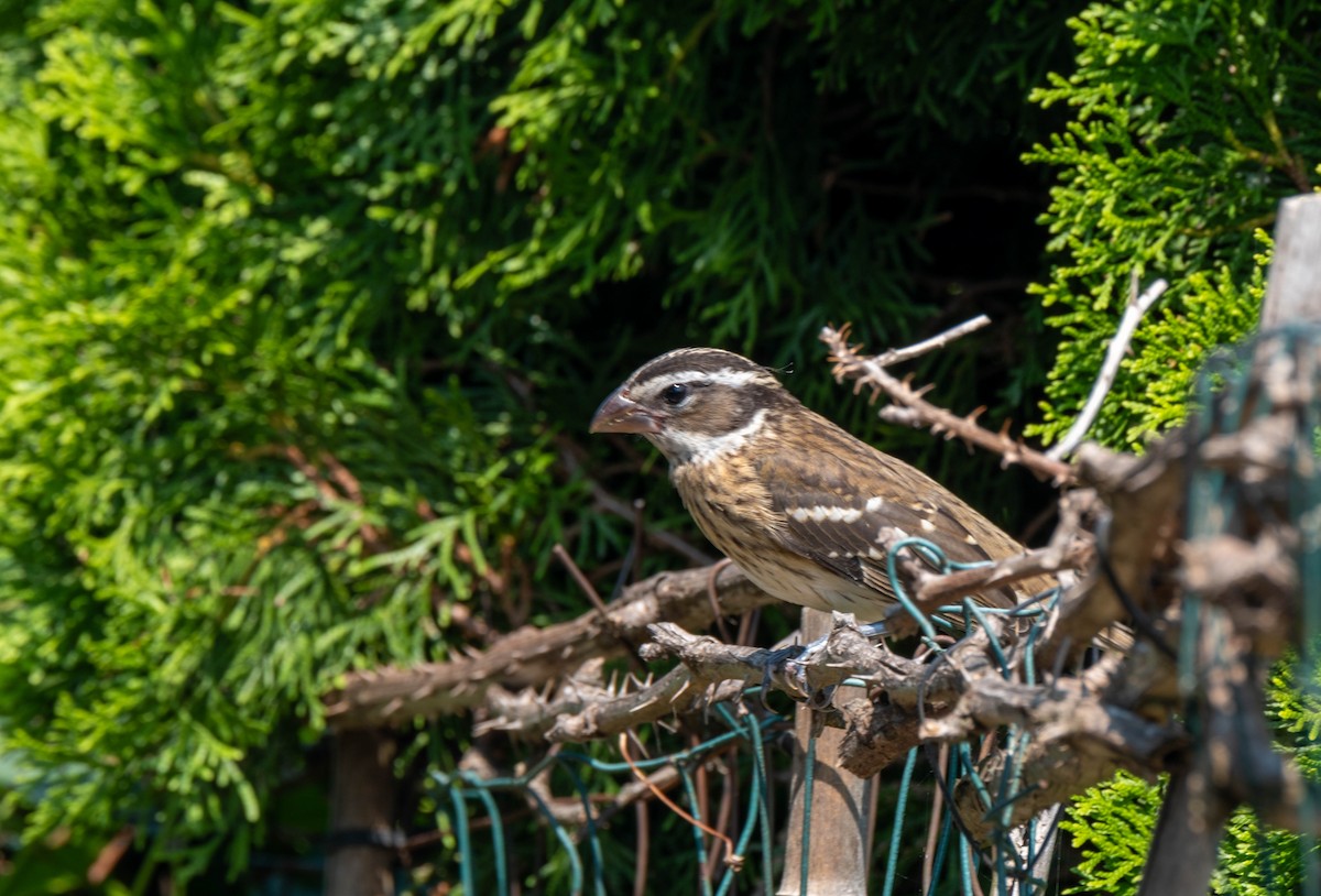 Rose-breasted Grosbeak - ML639766304