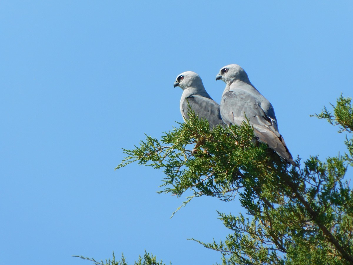 Mississippi Kite - ML639766312