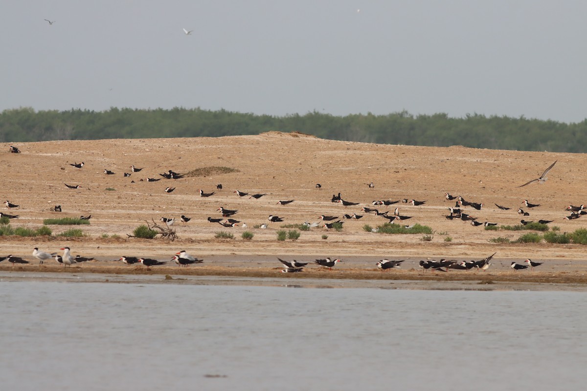 Black Skimmer - ML639766315