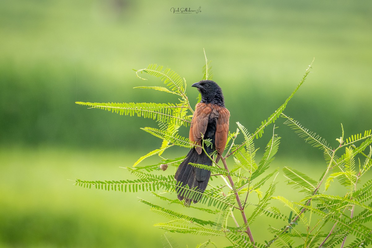 Lesser Coucal - ML639766325
