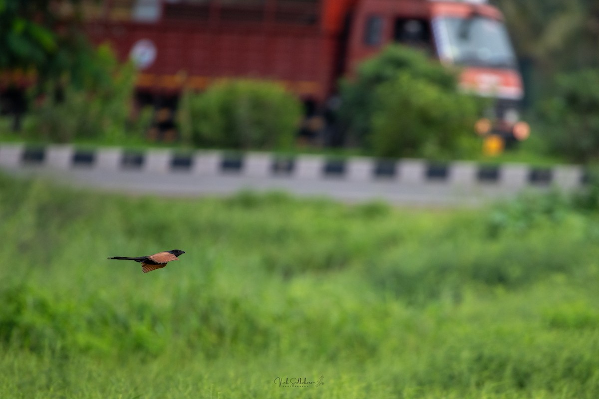 Lesser Coucal - ML639766326