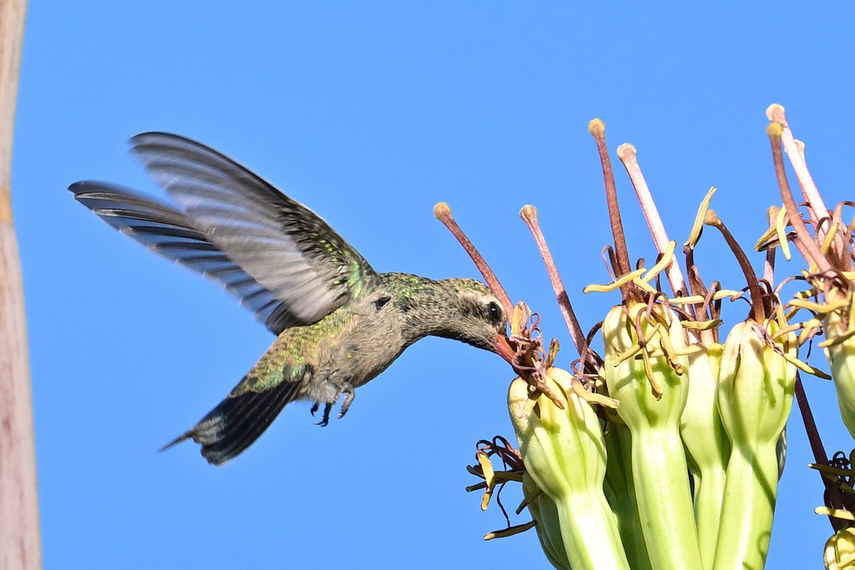 brednebbkolibri - ML639766348