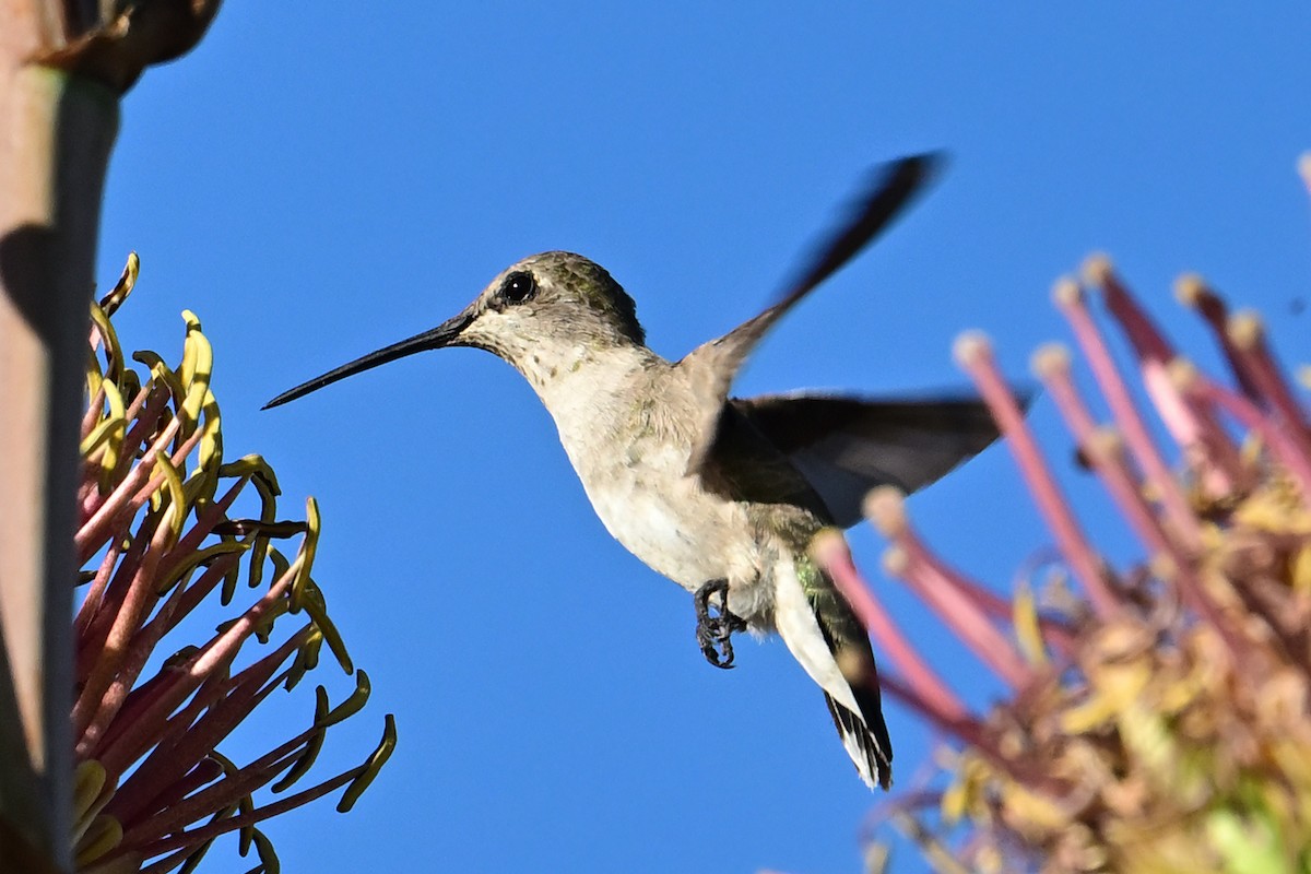 ub. kolibri (Trochilidae sp.) - ML639766355