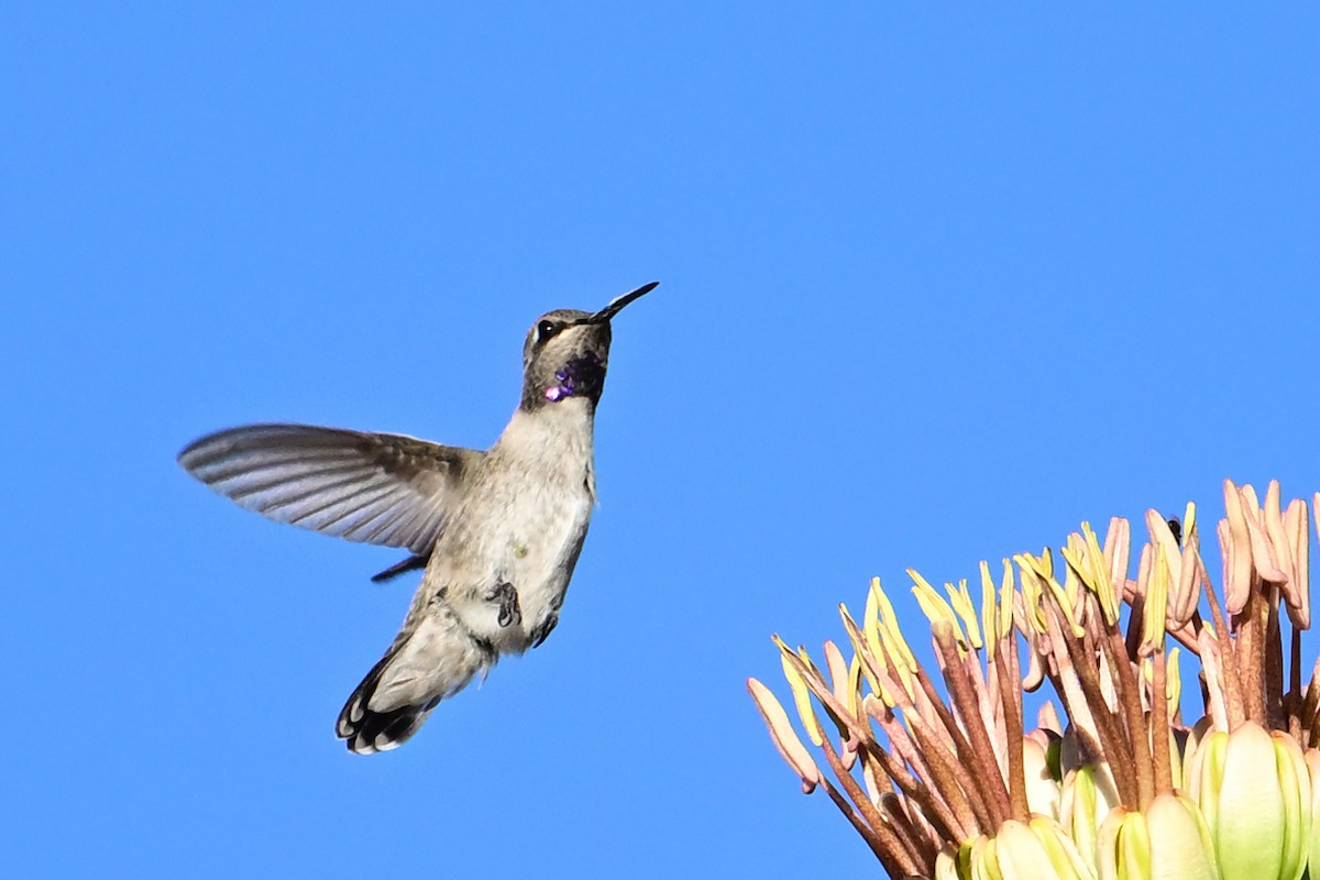 ørkenkolibri - ML639766372