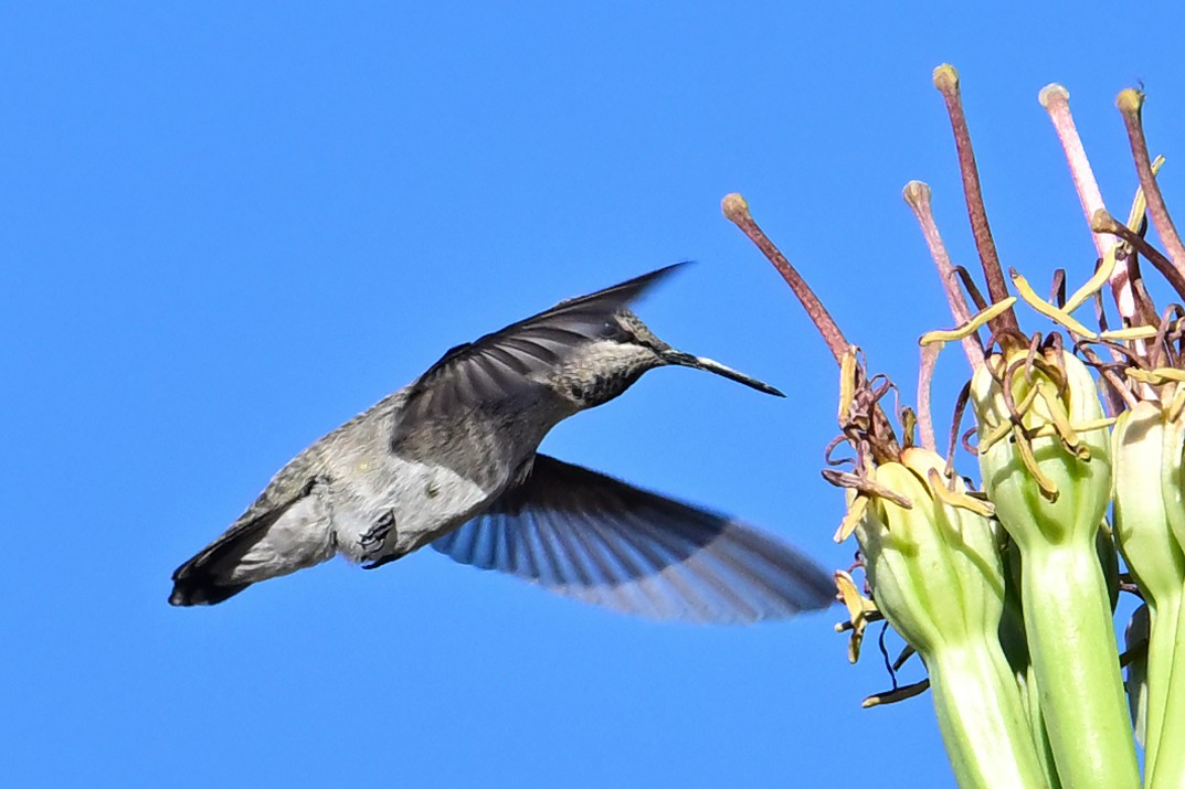 ørkenkolibri - ML639766378