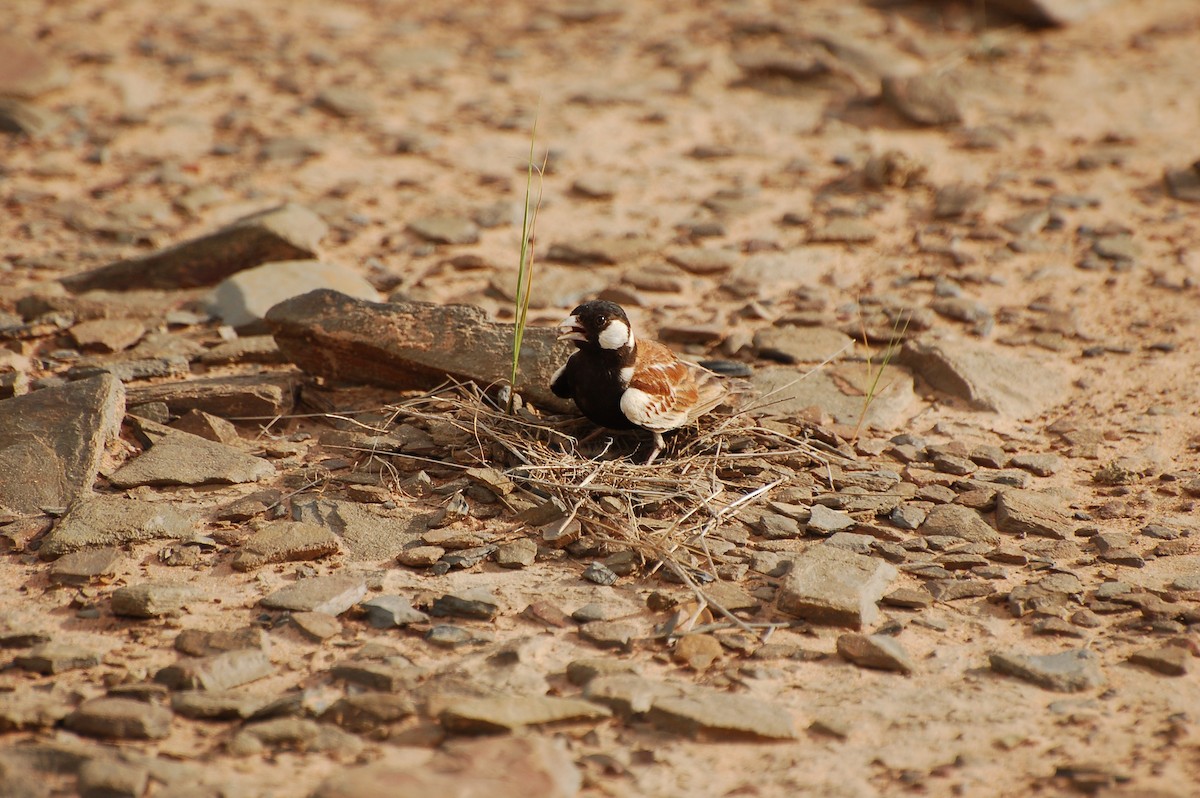 Chestnut-backed Sparrow-Lark - ML639766392