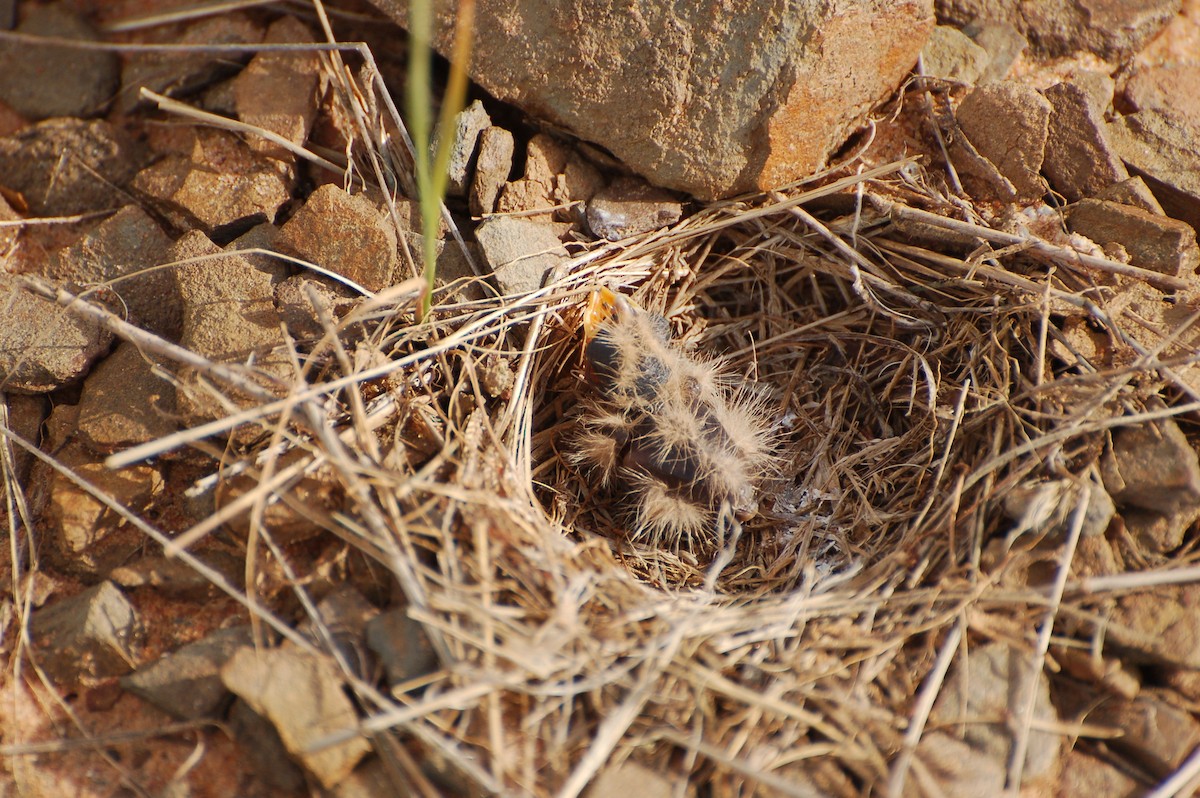 Chestnut-backed Sparrow-Lark - ML639766393