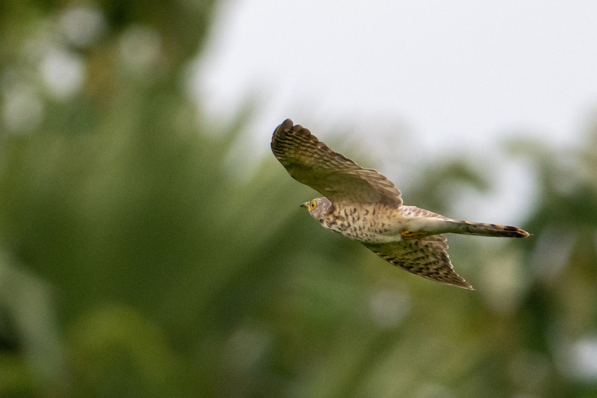 Common Hawk-Cuckoo - ML639766441