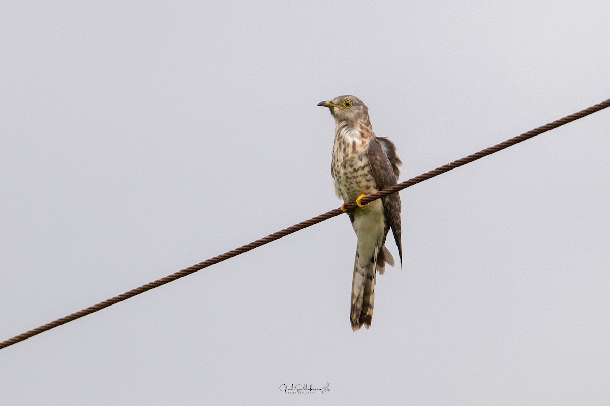 Common Hawk-Cuckoo - ML639766442
