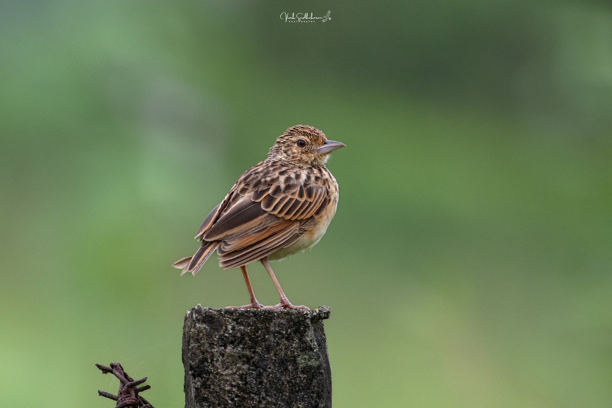 Jerdon's Bushlark - ML639766459
