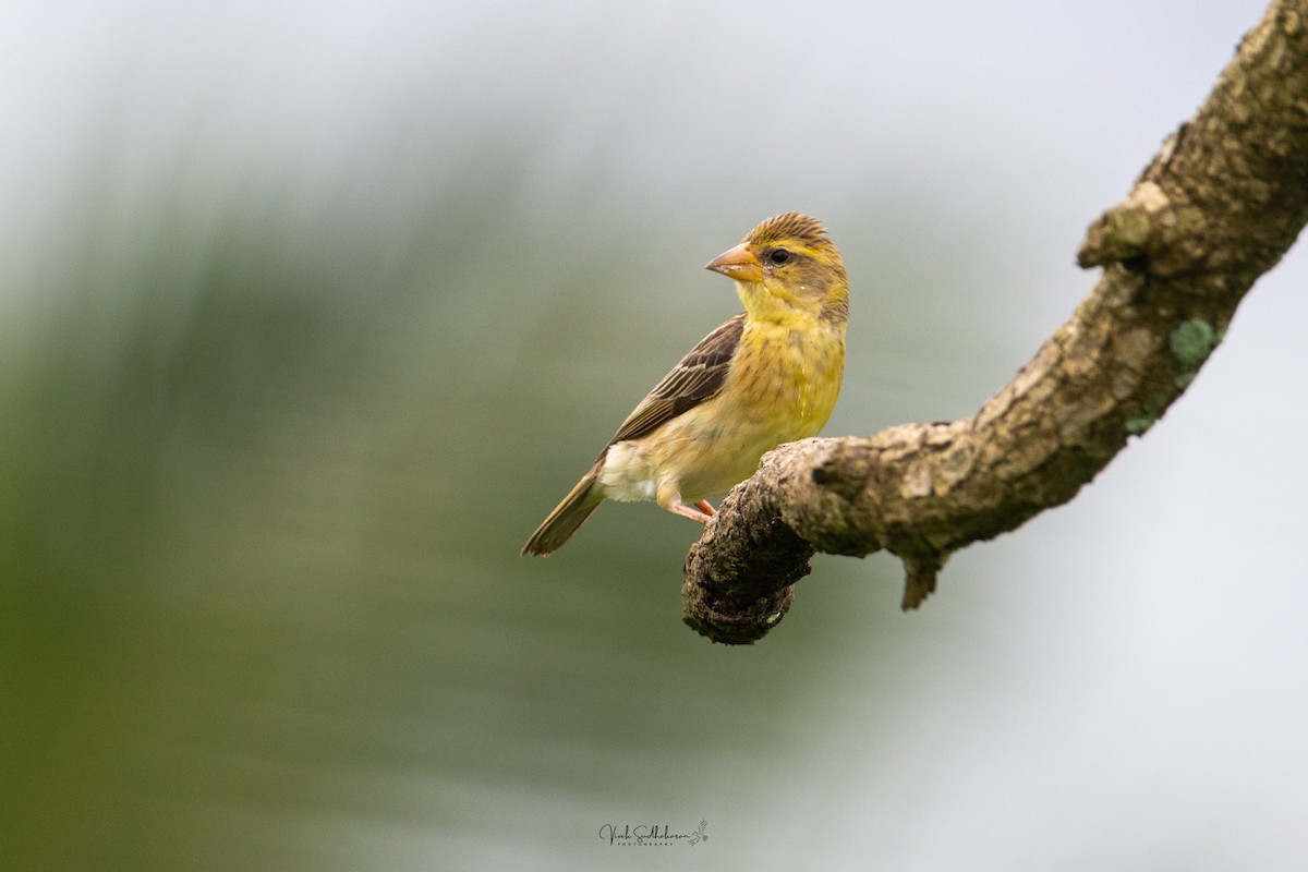 Baya Weaver - ML639766476