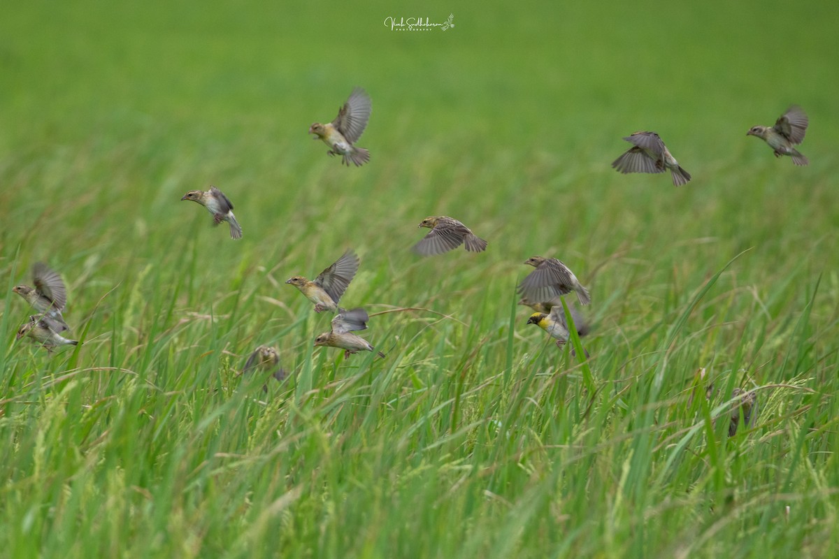 Baya Weaver - ML639766477