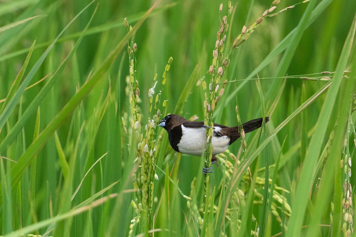 White-rumped Munia - ML639766499