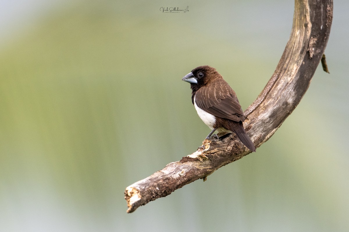 White-rumped Munia - ML639766502