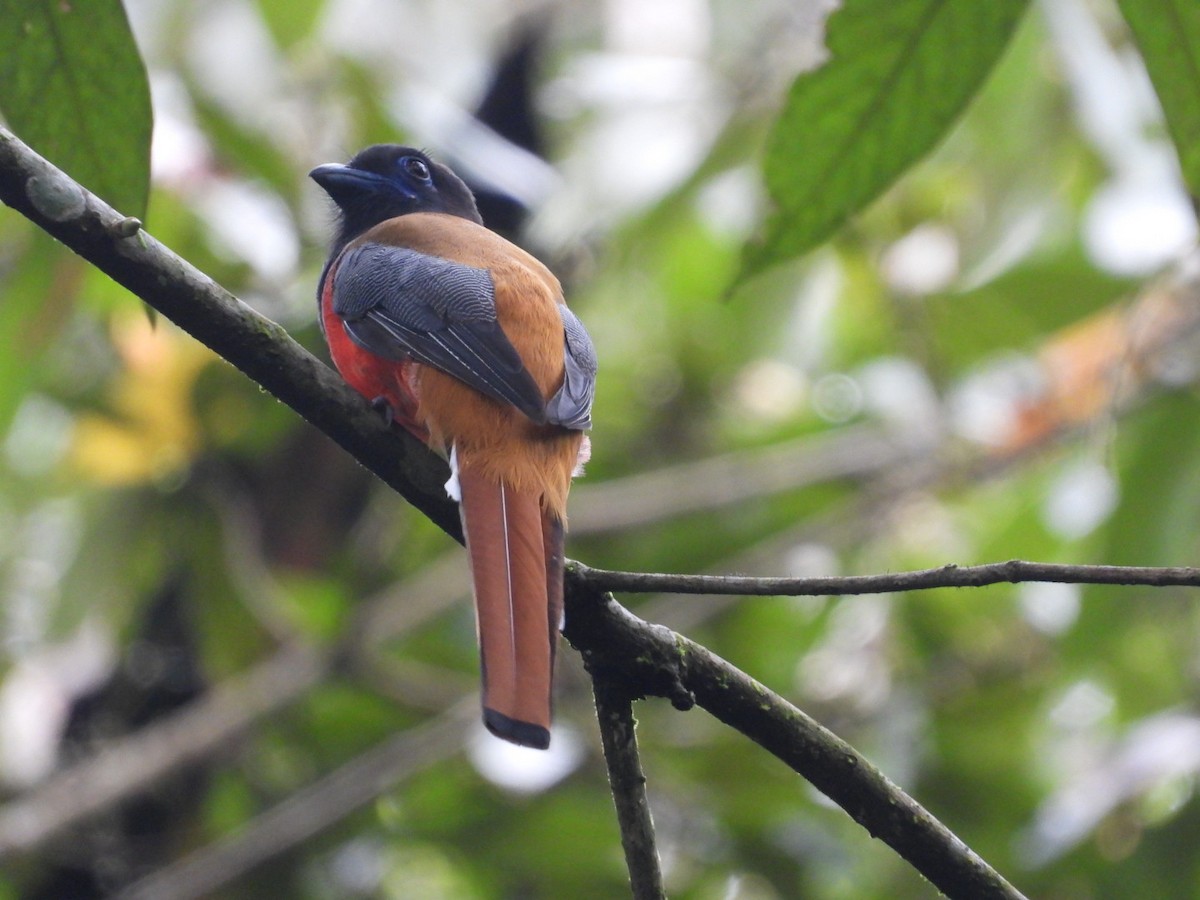 Trogon de Malabar - ML639766552