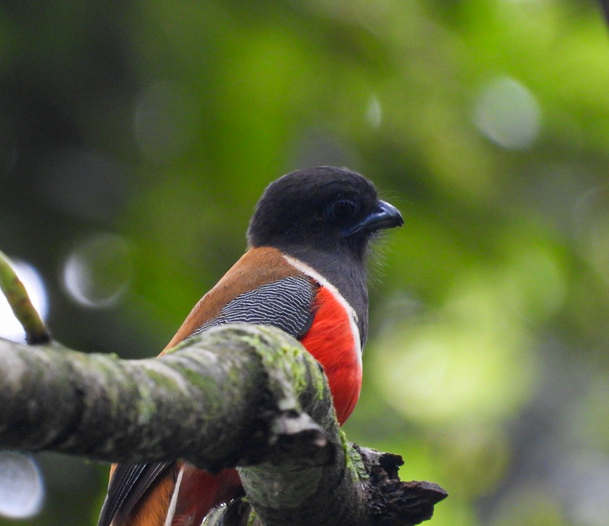 Trogon de Malabar - ML639766553