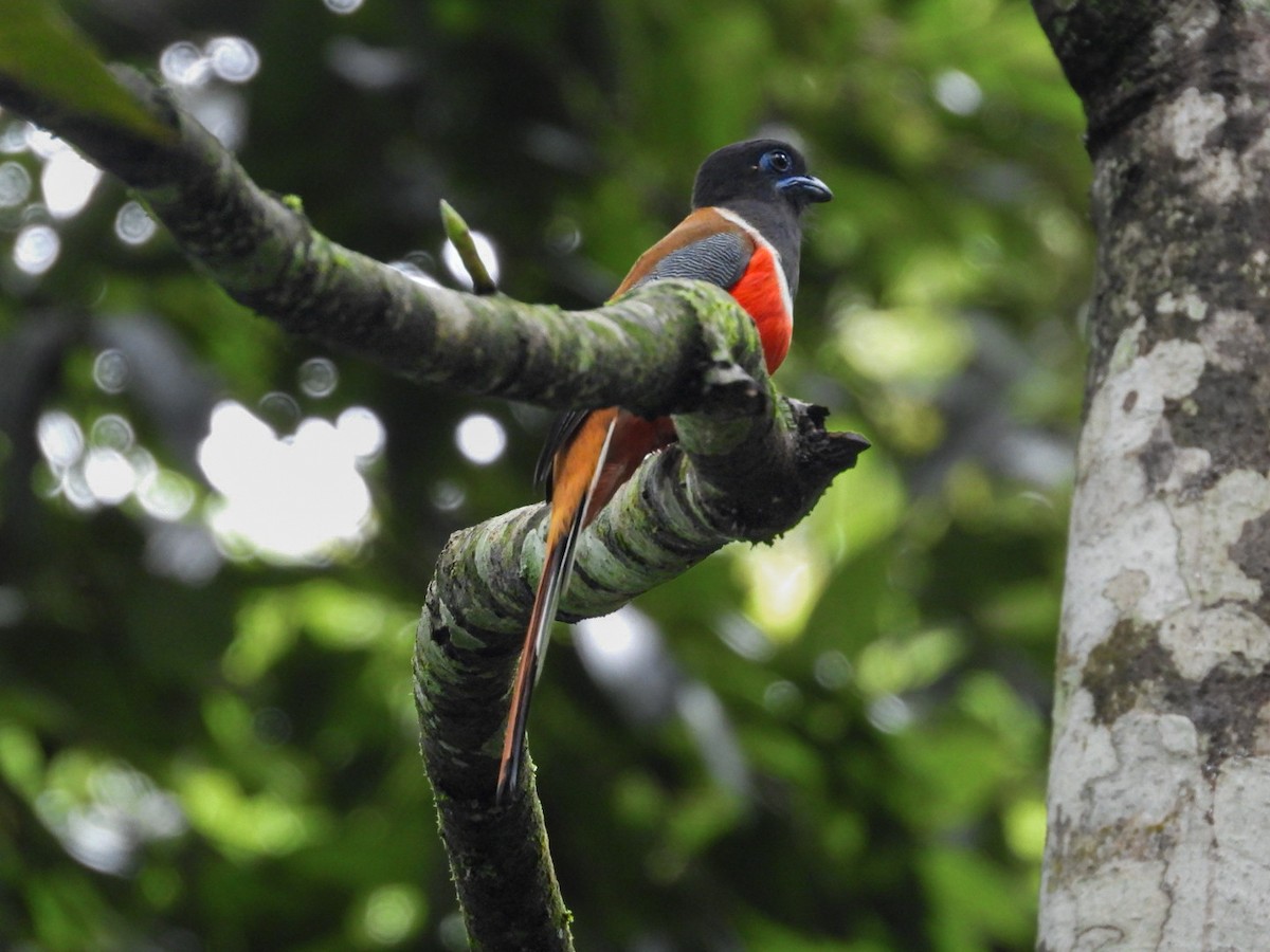 Trogon de Malabar - ML639766554