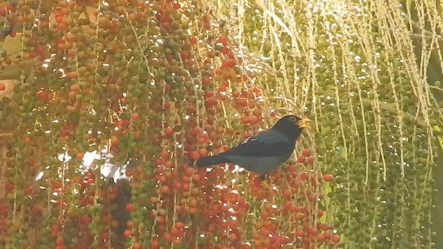 Yellow-legged Thrush - ML639766597