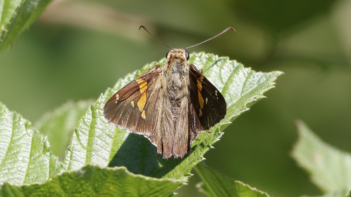 Silver-spotted Skipper - ML639766608