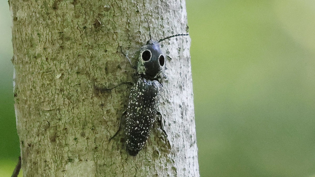 Eastern Eyed Click Beetle - ML639766609