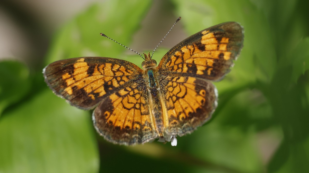 Pearl Crescent - ML639766610