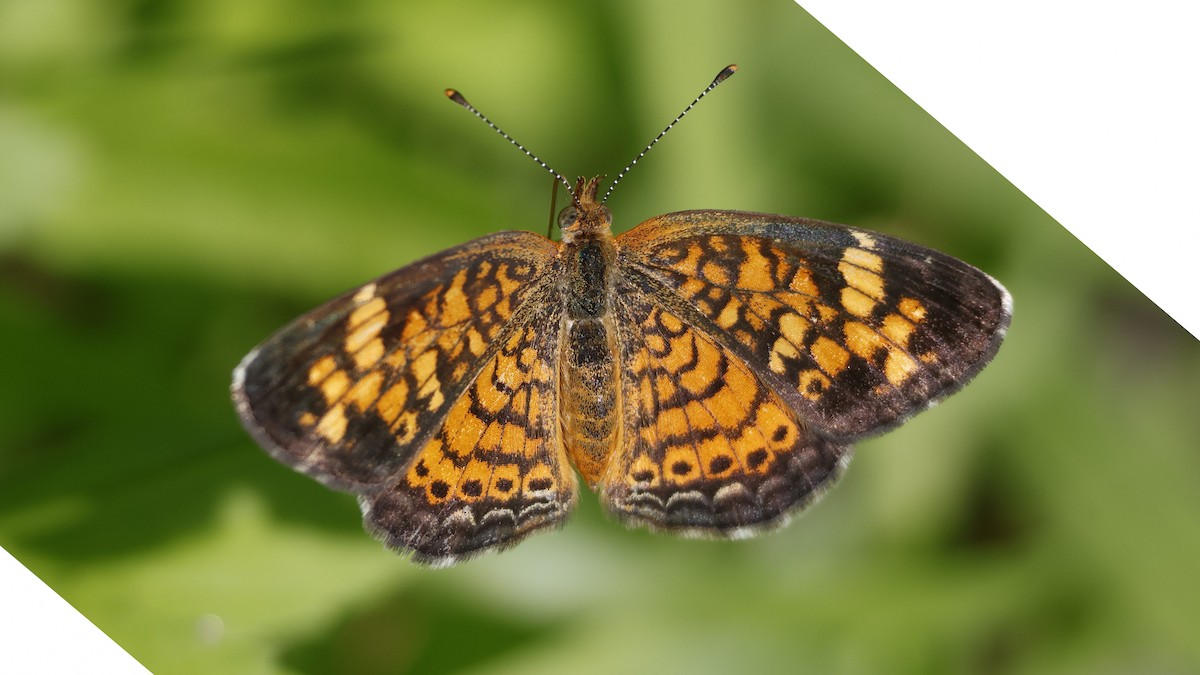 Pearl Crescent - ML639766611