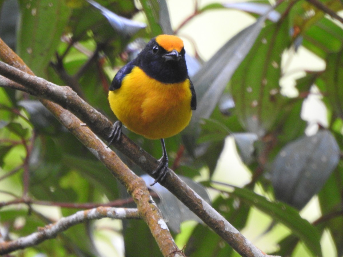 Orange-bellied Euphonia - ML639766613